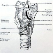 Organe für die Stimme