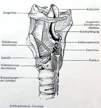 Stimmtraining